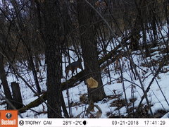 Urocyon cinereoargenteus