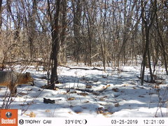 Urocyon cinereoargenteus