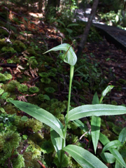 Pterostylis auriculata