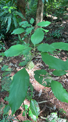Mallotus philippensis observed 2026-02-04