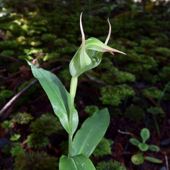 Pterostylis auriculata