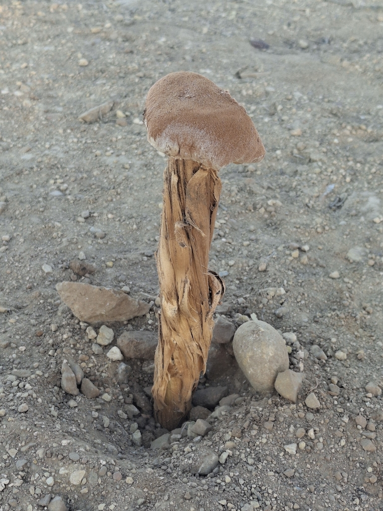 Battarrea phalloides · February 2026 · photo: © andrea_ey (iNaturalist, cc-by)