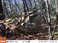 Urocyon cinereoargenteus