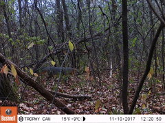 Urocyon cinereoargenteus