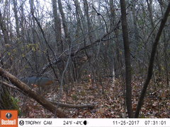 Urocyon cinereoargenteus