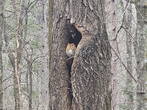 Turkey Knob Trail