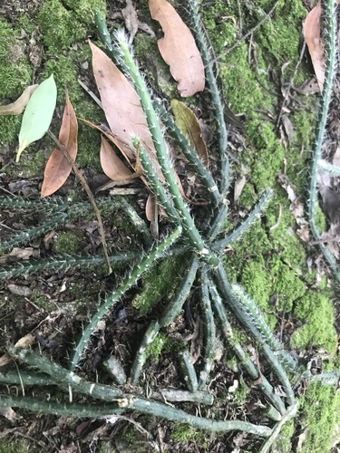 Lepismium lumbricoides