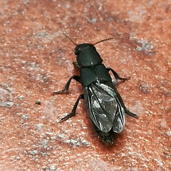 Platydracus scabrosus