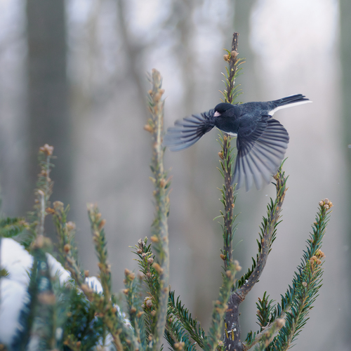 Dark-eyed Junco photographed in Ohio