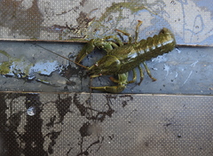 Pontastacus leptodactylus