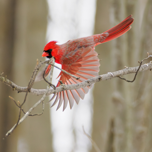 Northern Cardinal photographed in Ohio
