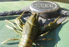 Pontastacus leptodactylus