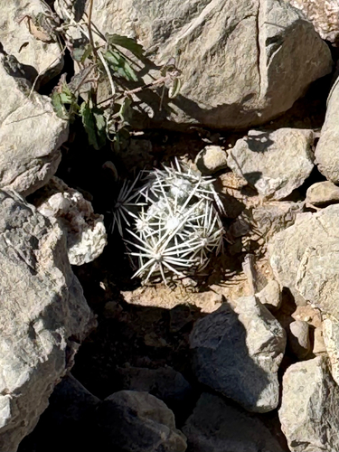 Pelecyphora robbinsiorum