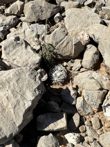Pelecyphora robbinsiorum