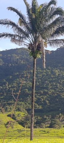 Anajá (Attalea maripa)