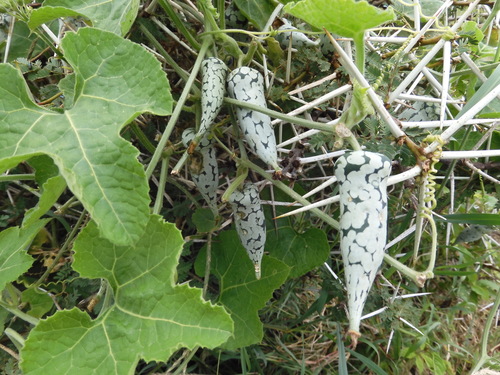 Kedrostis leloja