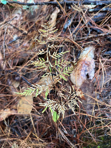 Gaga hirsuta observed 2026-01-24