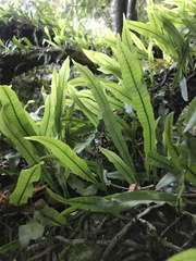 Microgramma squamulosa