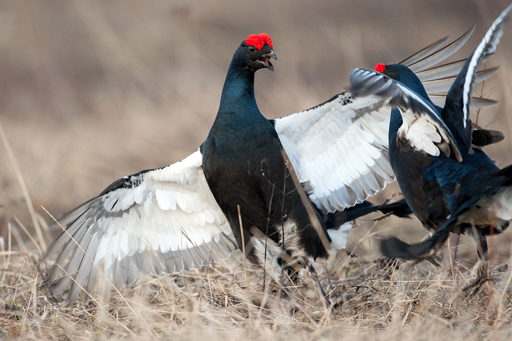 Тетерев (Животный мир болот) · iNaturalist