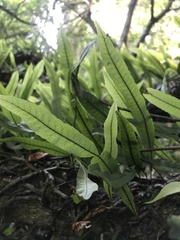 Microgramma squamulosa