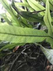 Microgramma squamulosa