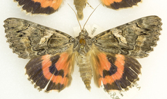 Catocala ophelia