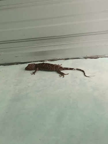 Gekko gecko