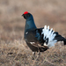 Black Grouse - Photo (c) Tatyana Zarubo, some rights reserved (CC BY-NC)