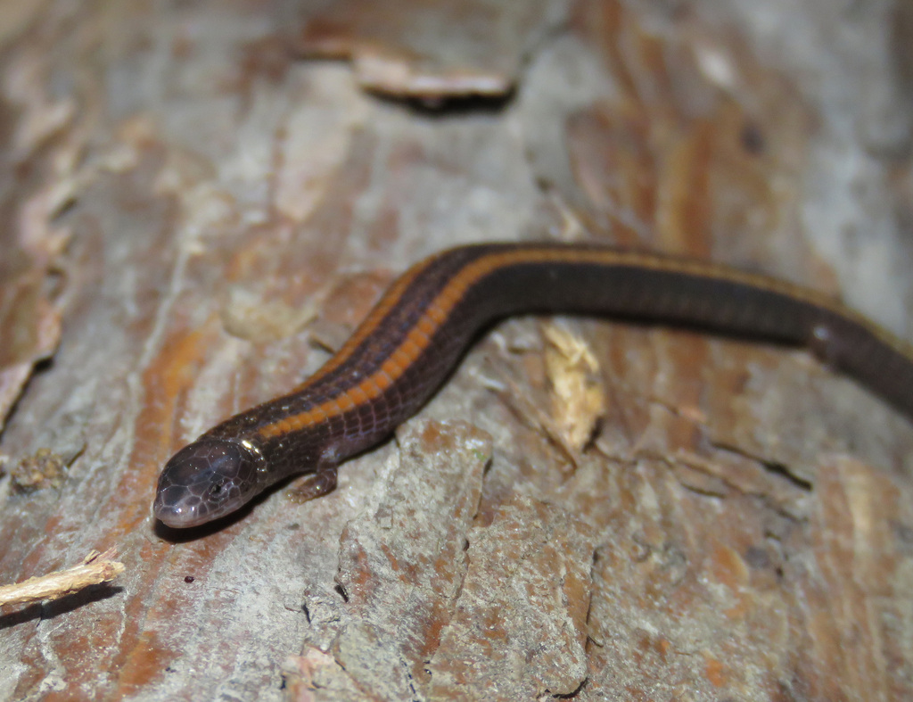 Cope's Bachia