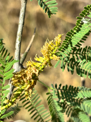 Smooth Mesquite (Neltuma laevigata)