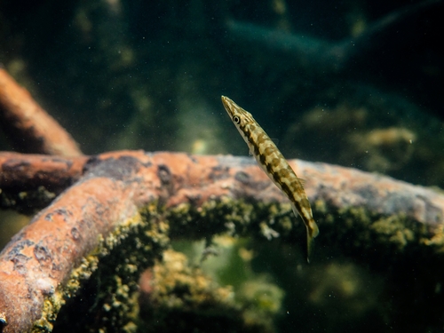 Great Barracuda