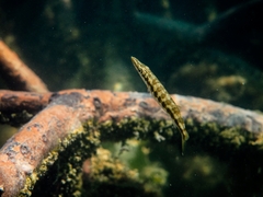 Great Barracuda