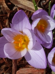 Crocus atticus