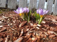 Crocus atticus