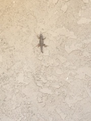 Sceloporus occidentalis