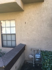 Sceloporus occidentalis