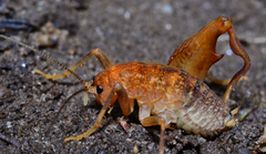 Pristoceuthophilus pacificus