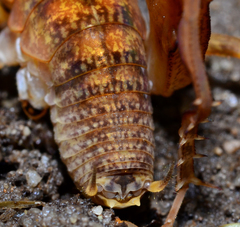 Pristoceuthophilus pacificus