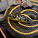 Santa Cruz Aquatic Garter Snake - Photo (c) Christian Schwarz, some rights reserved (CC BY-NC), uploaded by Christian Schwarz