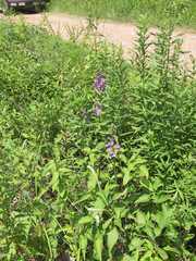 Platanthera peramoena