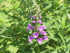 Platanthera peramoena
