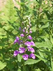 Platanthera peramoena