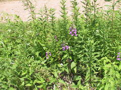 Platanthera peramoena