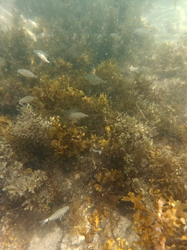 Diplodus argenteus