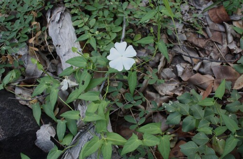 Thunbergia arnhemica, 2010-04-27
