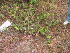 Iris verna smalliana