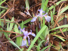 Iris verna smalliana