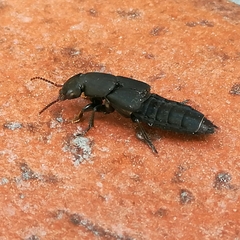 Platydracus scabrosus
