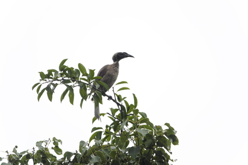 Helmeted Friarbird (Philemon buceroides)