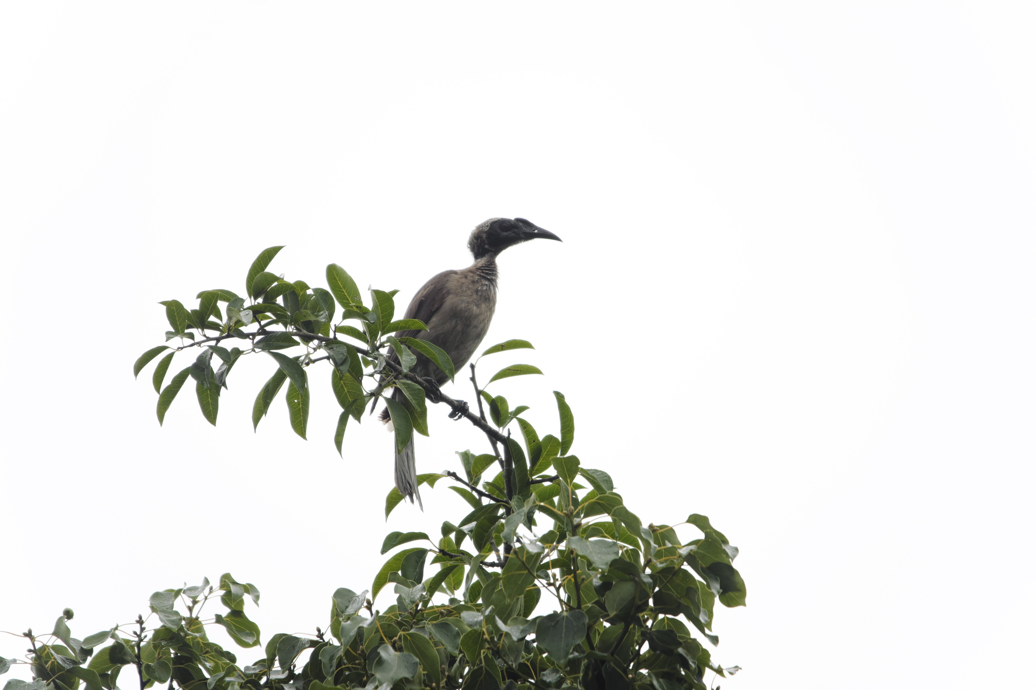 Helmeted Friarbird (Philemon buceroides), photo 1